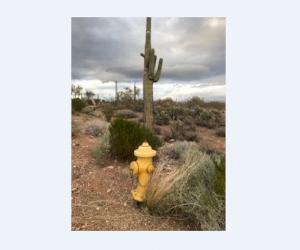Poteau d’incendie Clow remarqué à proximité de l’hôtel McDowell de Scottsdale, en Arizona